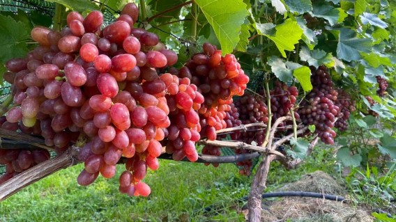 Виноград Подарунок Нікополю