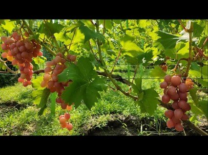 podarunok-nikopolu-03