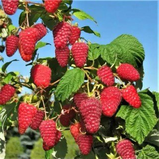 Малина Полонез (Polonez)