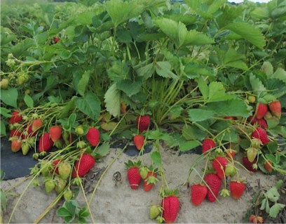 Полуниця Аліна