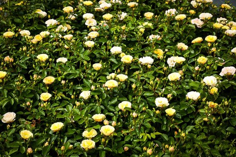 Троянда Попкорн Дріфт (Popcorn Drift)