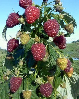 Малина Полана Polana (Поляна)