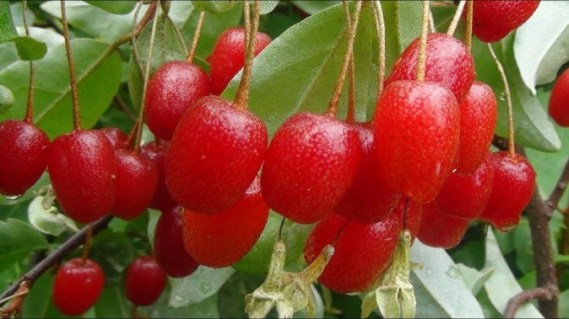 Гуми Крильон