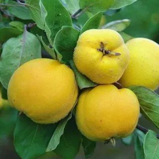 Айва сорт Яблуковидна [1-річна з відкритим коренем]