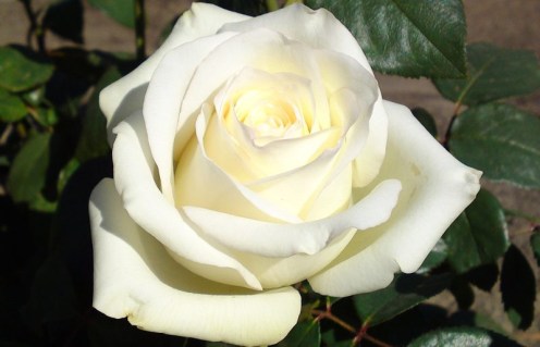 post_5d1efffea0158-800x516