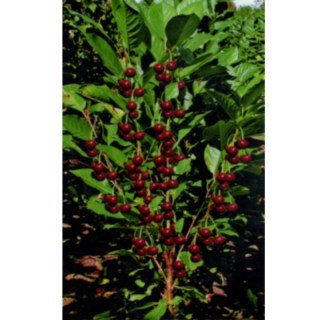 Вишня колоновидна Захоплення (Восхищение) [2-річний з відкритим коренем]