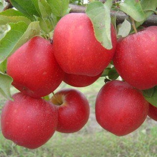 Яблуня Гала Маст [1-річна з відкритим коренем]