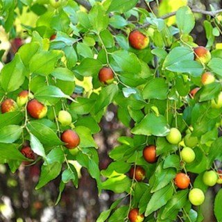 Зизифус (унаби)