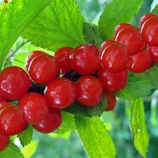 Вишня повстяна сорт Літо [1-річний з відкритим коренем]