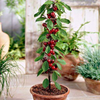 Черешня колоновидна Литл Сільвія [2-річна з відкритим коренем]