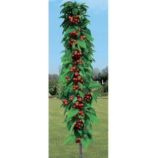 Черешня колоновидна Сем [2-річна з відкритим коренем]