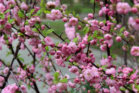 prunus-triloba-04