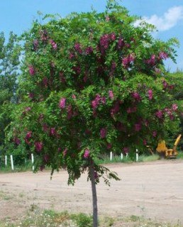 Робиния щетинистая (розовая акация, Robinia hispida) на штамбе [штамб, 100-140см, открытый корень]