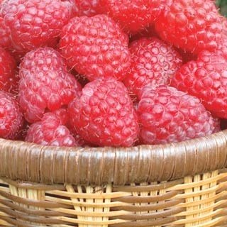 raspberry-beautiful-gardens