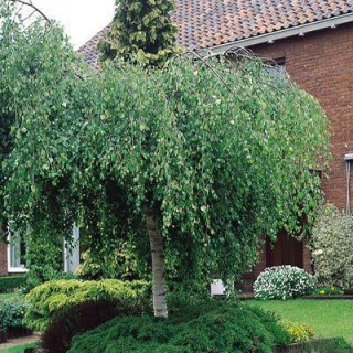 Береза повисла, плакуча, Юнги на штамбі [штамб 120см, 3-річна, відкритий корінь]