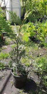 received_259151598738180