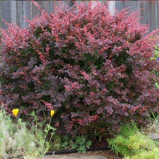 Барбарис Тунберга Ред Чіф (Red Chief) [контейнер 0.5л.]