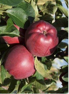 Яблуня Ред Кап (Red Cap) [1-річна з відкритим коренем]