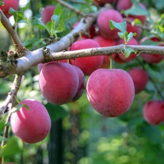 Алича Комета кубанська [2-річна з відкритим коренем]