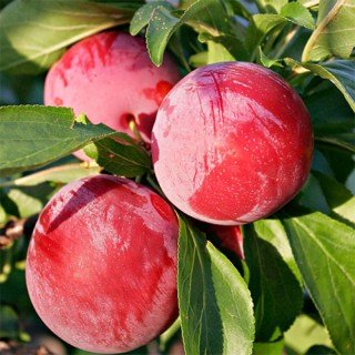 renkoldaltana-800x800