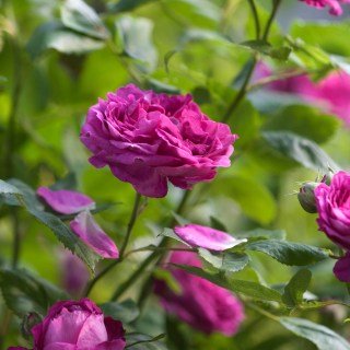 Роза Рейн ді Віолетт (Reine des Violettes) [контейнер 2л.]