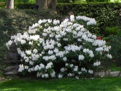 Рододендрон Каннінгемс Вайт (Cunningham's White) [контейнер, 1л.]