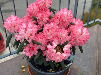 Рододендрон Емануела (Emanuela)