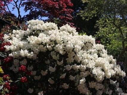 rhododendron-gartendirektor-rieger-01