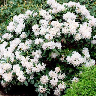 rhododendron-nene-1