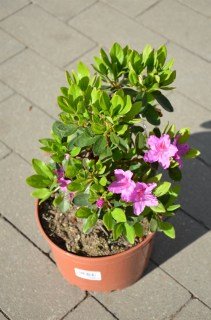 rhododendron_obtusum_koenigstein-05