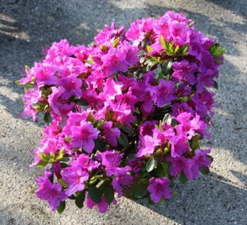 rhododendron_obtusum_koenigstein