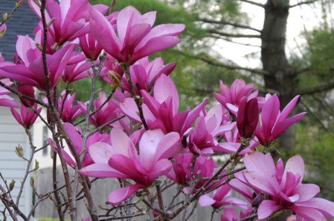 Магнолія Ріккі (Ricki)