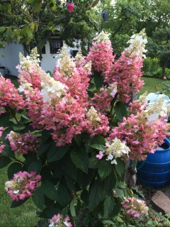 rispenhortensie-pinky-winky-02