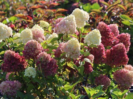 rispenhortensie-redlight-02