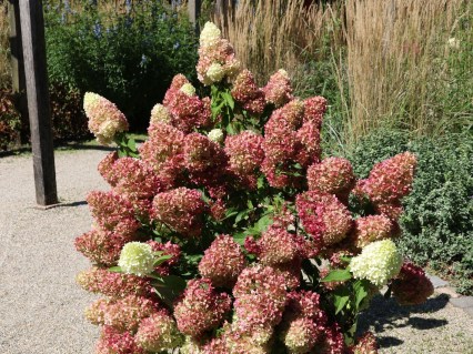 Гортензія волотиста Редлайт (Redlight)