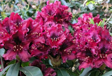 rododendron-kali-03