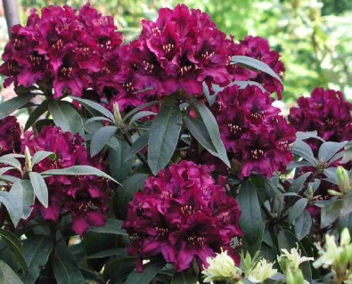 Рододендрон Калі (Kali) [контейнер 1,5л.]