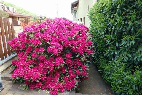 Рододендрон Нова Зембла (Nova Zembla)