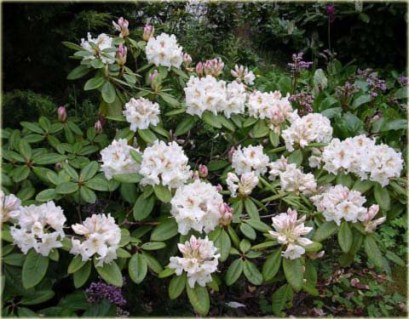 Рододендрон Гартендіректор Рігер (Gartendirektor Rieger) 