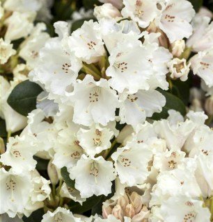 rododendron_gartendirektor_rieger_03