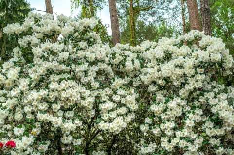 rododendron_gartendirektor_rieger_04