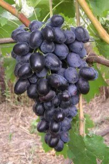 Виноград Різдвяний