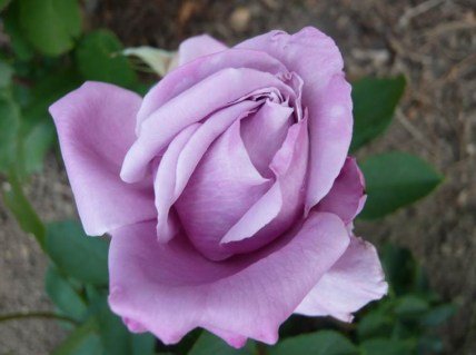 romantic-roses-waltz-time_Nen_1365