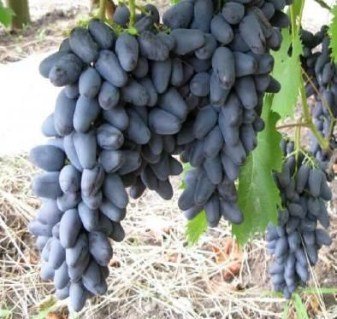 Виноград Ромбік