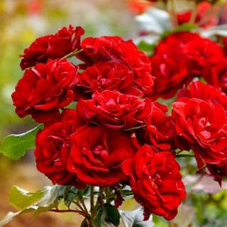 Троянда Сатчмо (Satchmo)