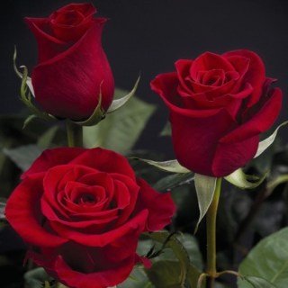 Троянда Фрідом (Freedom)