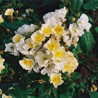 Роза Розаліта (Rosalita) [контейнер 2л.]