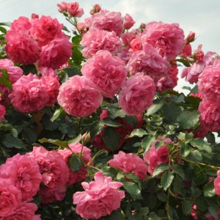 Троянда плетиста Розарій Ютерсен (Rosarium Uetersen)