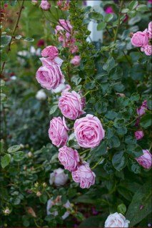 Троянда Корал Доун (Coral Dawn) [контейнер 2л.]