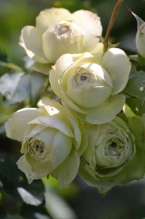 rose-Lovely-Green-03